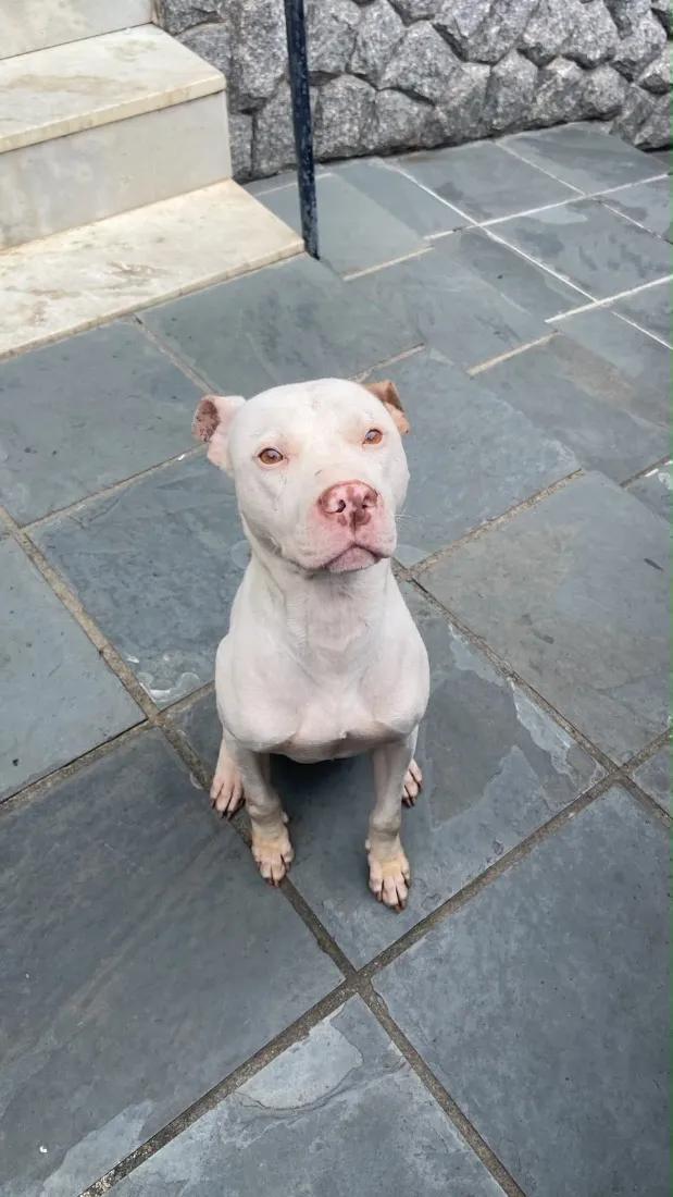 Cachorro raça Pit-Bull idade 2 anos nome Thor