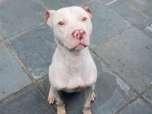 Cachorro raça Pit-Bull idade 2 anos nome Thor