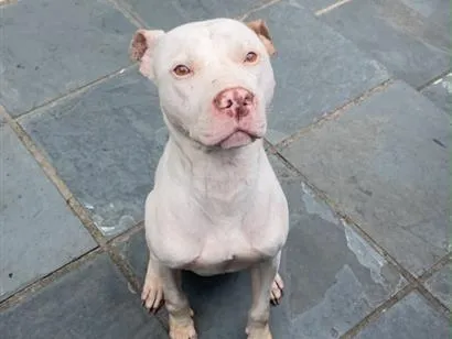 Cachorro raça Pit-Bull idade 2 anos nome Thor