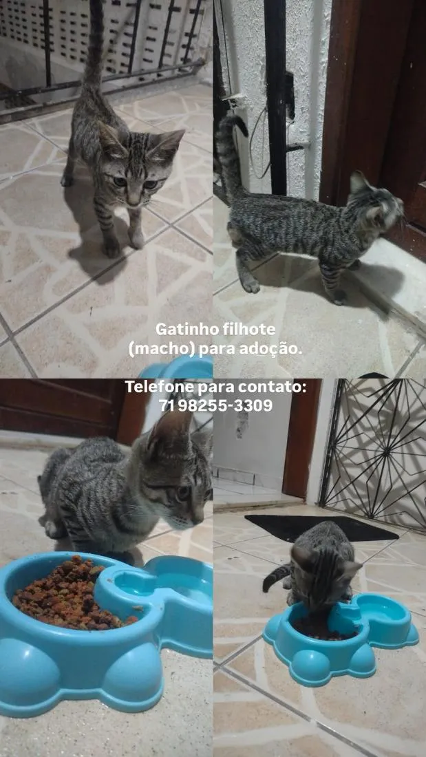 Gato raça SRD-ViraLata idade Abaixo de 2 meses nome Sn/ apelido Tom