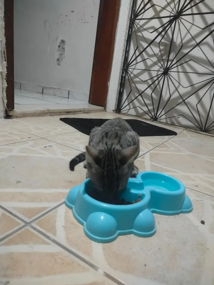 Gato raça SRD-ViraLata idade Abaixo de 2 meses nome Sn/ apelido Tom