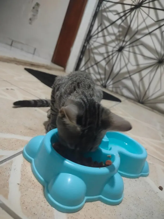 Gato raça SRD-ViraLata idade Abaixo de 2 meses nome Sn/ apelido Tom