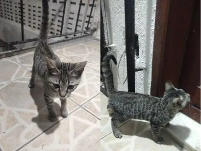 Gato raça SRD-ViraLata idade Abaixo de 2 meses nome Sn/ apelido Tom