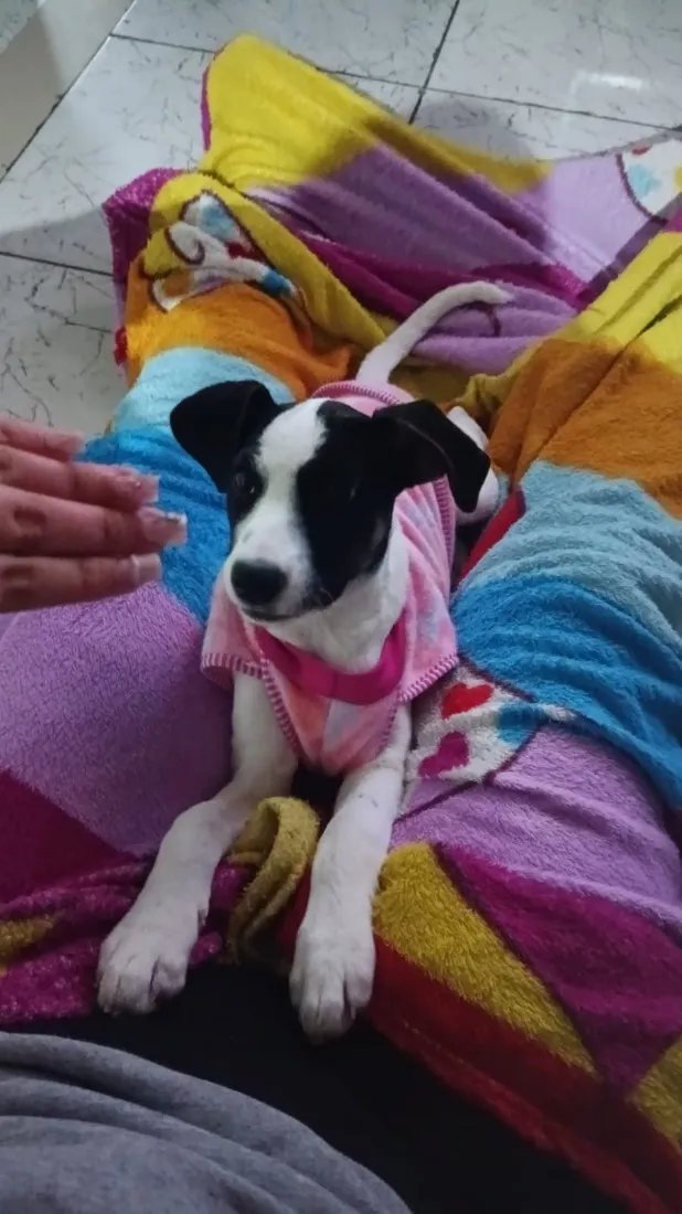 Cachorro raça SRD-ViraLata idade 2 a 6 meses nome Mila