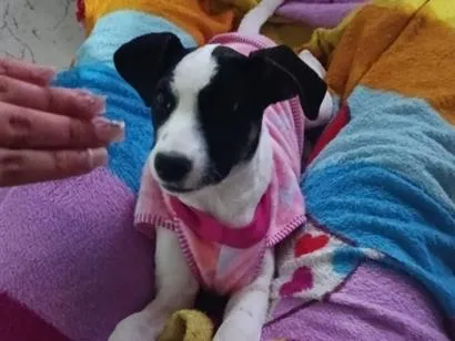 Cachorro raça SRD-ViraLata idade 2 a 6 meses nome Mila