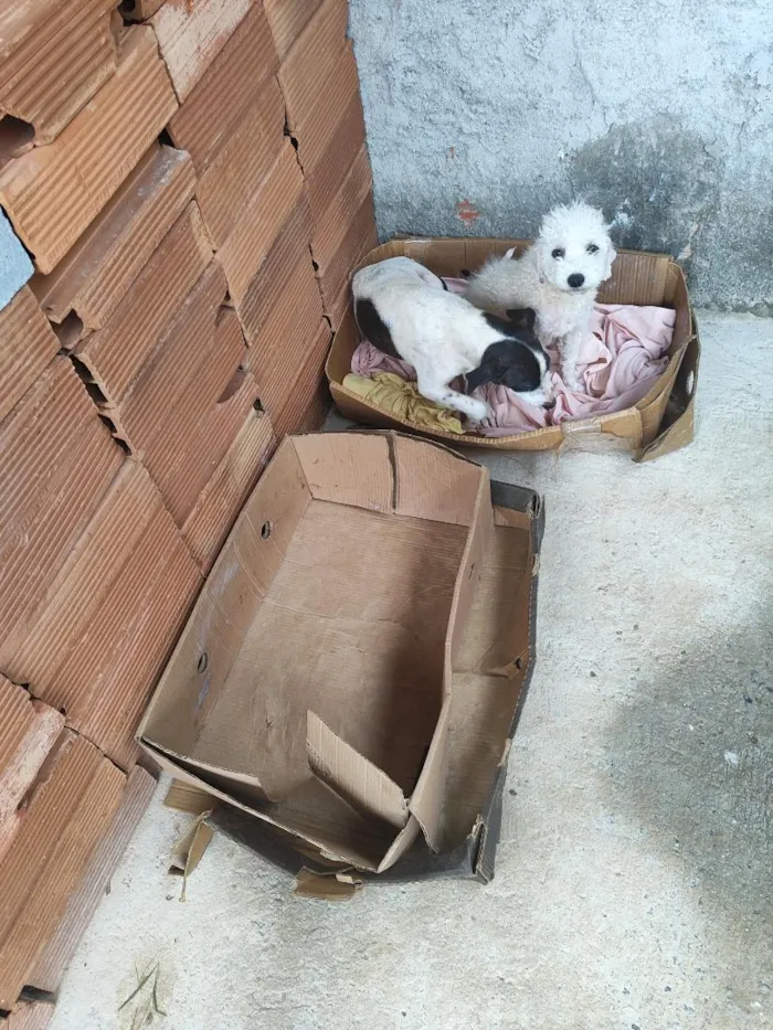 Cachorro raça SRD-ViraLata idade 1 ano nome manchinha e nicolau