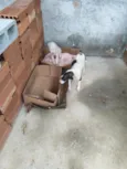 manchinha e nicolau