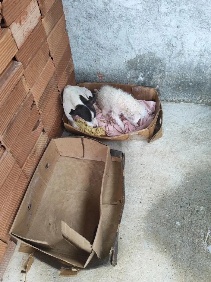 Cachorro raça SRD-ViraLata idade 1 ano nome manchinha e nicolau