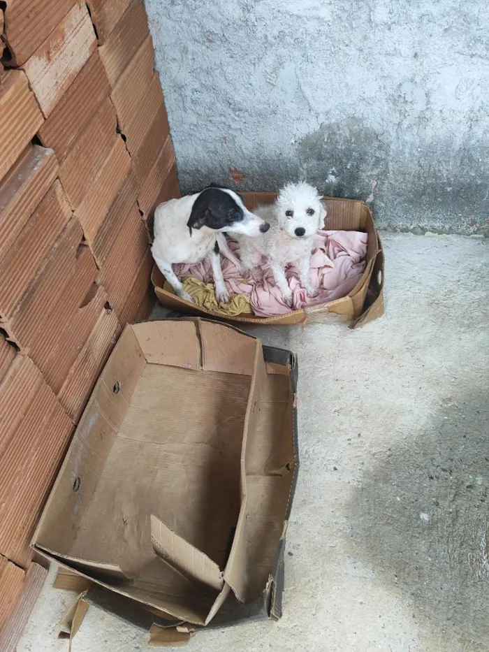 Cachorro raça SRD-ViraLata idade 1 ano nome manchinha e nicolau