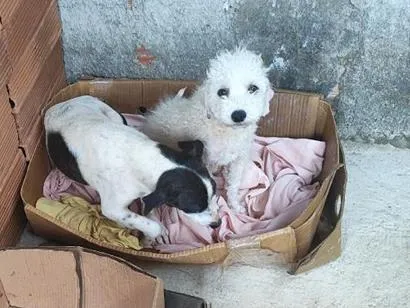 Cachorro raça SRD-ViraLata idade 1 ano nome manchinha e nicolau
