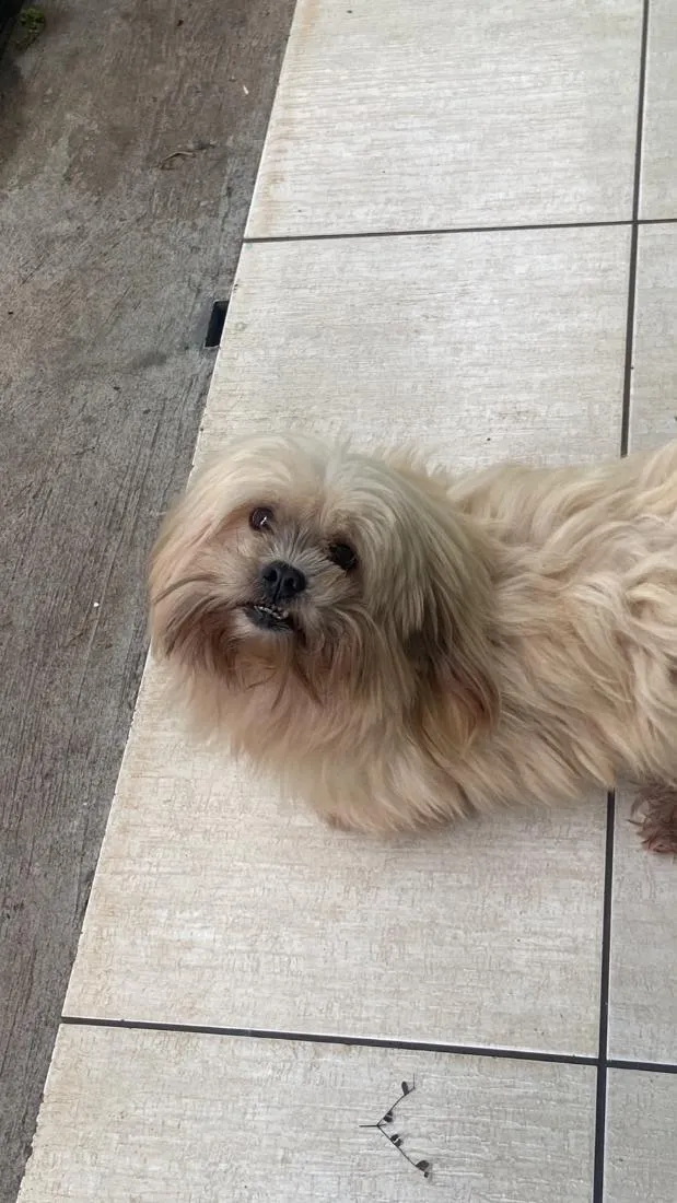 Cachorro raça Lhasa Apso idade 6 ou mais anos nome Theo
