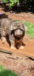 Garota