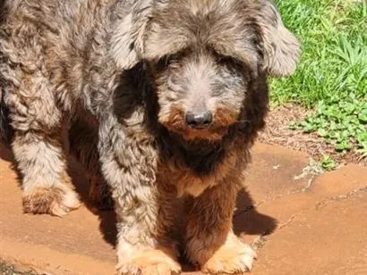 Cachorro raça SRD-ViraLata idade 6 ou mais anos nome Garota