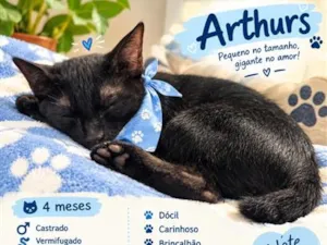 Gato raça SRD-ViraLata idade 2 a 6 meses nome Arthurs