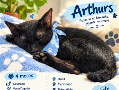 Gato raça SRD-ViraLata idade 2 a 6 meses nome Arthurs