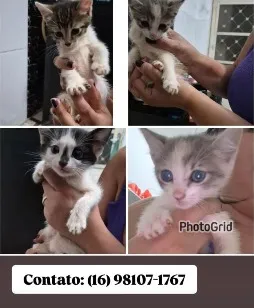 Gato raça SRD-ViraLata idade Abaixo de 2 meses nome Sem nomes