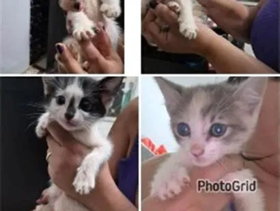 Gato raça SRD-ViraLata idade Abaixo de 2 meses nome Sem nomes