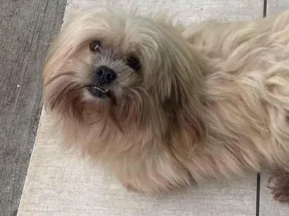 Cachorro raça Lhasa Apso idade 6 ou mais anos nome Theo