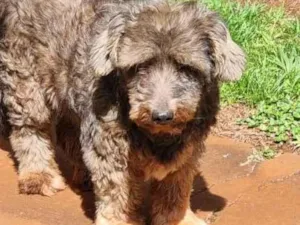 Cachorro raça SRD-ViraLata idade 6 ou mais anos nome Garota