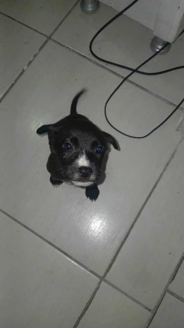 Cachorro raça SRD-ViraLata idade Abaixo de 2 meses nome ainda não tem nome 