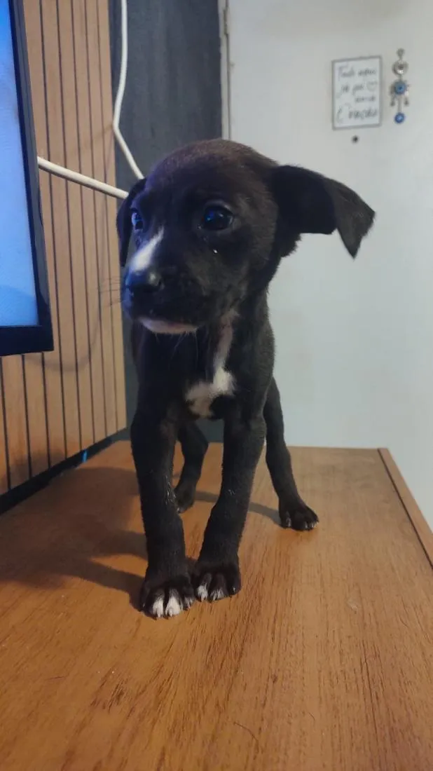 Cachorro raça SRD-ViraLata idade Abaixo de 2 meses nome ainda não tem nome 