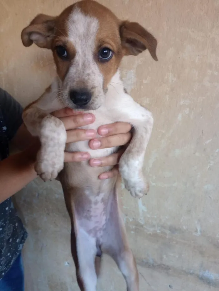 Cachorro raça SRD-ViraLata idade 2 a 6 meses nome Elizabeth 
