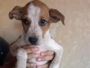 Cachorro raça SRD-ViraLata idade 2 a 6 meses nome Elizabeth 