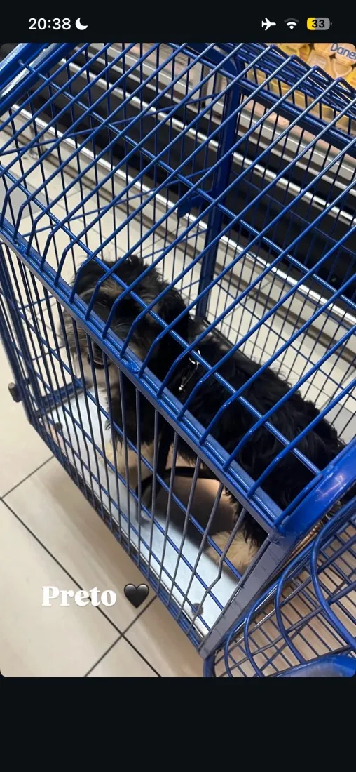 Cachorro raça SRD-ViraLata idade 2 a 6 meses nome Tael 