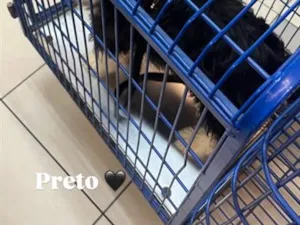 Cachorro raça SRD-ViraLata idade 2 a 6 meses nome Tael 