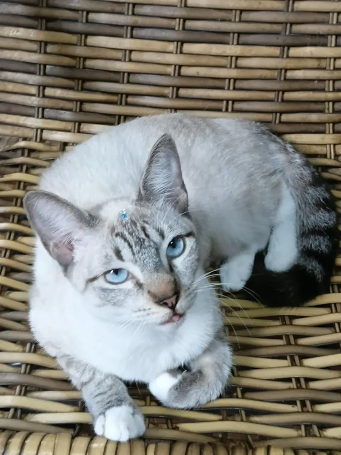 Gato raça Siamês idade 2 a 6 meses nome Gatinha Pepa