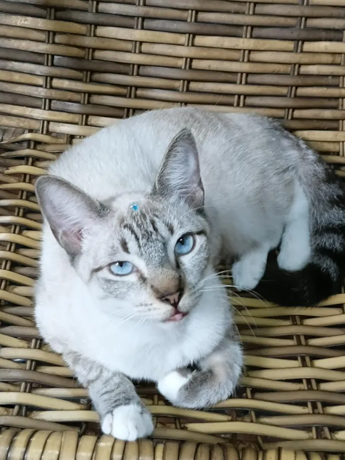 Gato raça Siamês idade 2 a 6 meses nome Gatinha Pepa