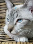 Gatinha Pepa