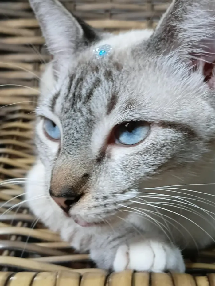 Gato raça Siamês idade 2 a 6 meses nome Gatinha Pepa