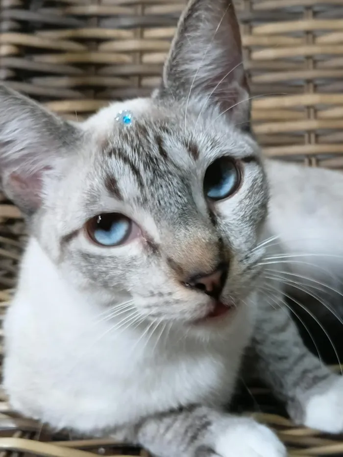 Gato raça Siamês idade 2 a 6 meses nome Gatinha Pepa