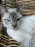 Gatinha Pepa