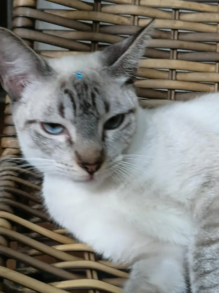 Gato raça Siamês idade 2 a 6 meses nome Gatinha Pepa