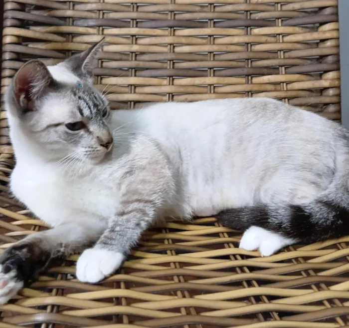 Gato raça Siamês idade 2 a 6 meses nome Gatinha Pepa