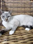 Gatinha Pepa