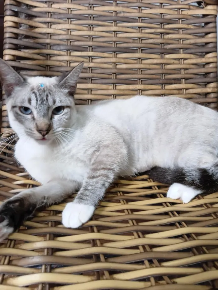 Gato raça Siamês idade 2 a 6 meses nome Gatinha Pepa