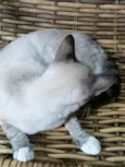 Gatinha Pepa
