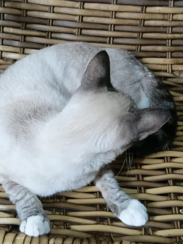 Gato raça Siamês idade 2 a 6 meses nome Gatinha Pepa