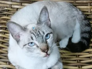 Gato raça Siamês idade 2 a 6 meses nome Gatinha Pepa
