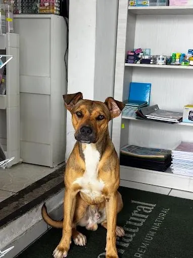 Cachorro raça SRD-ViraLata idade 7 a 11 meses nome Thor