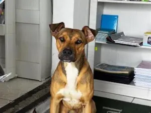 Cachorro raça SRD-ViraLata idade 7 a 11 meses nome Thor