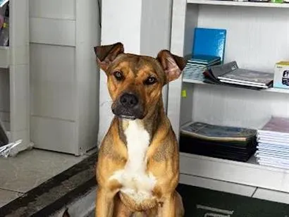 Cachorro raça SRD-ViraLata idade 7 a 11 meses nome Thor