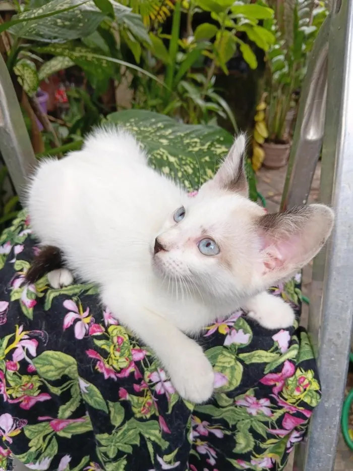 Gato raça SRD-ViraLata idade 2 a 6 meses nome Bebê Gabriel
