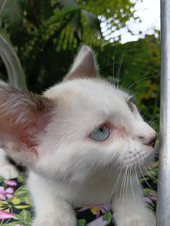 Gato raça SRD-ViraLata idade 2 a 6 meses nome Bebê Gabriel