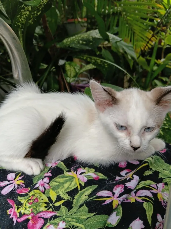 Gato raça SRD-ViraLata idade 2 a 6 meses nome Bebê Gabriel