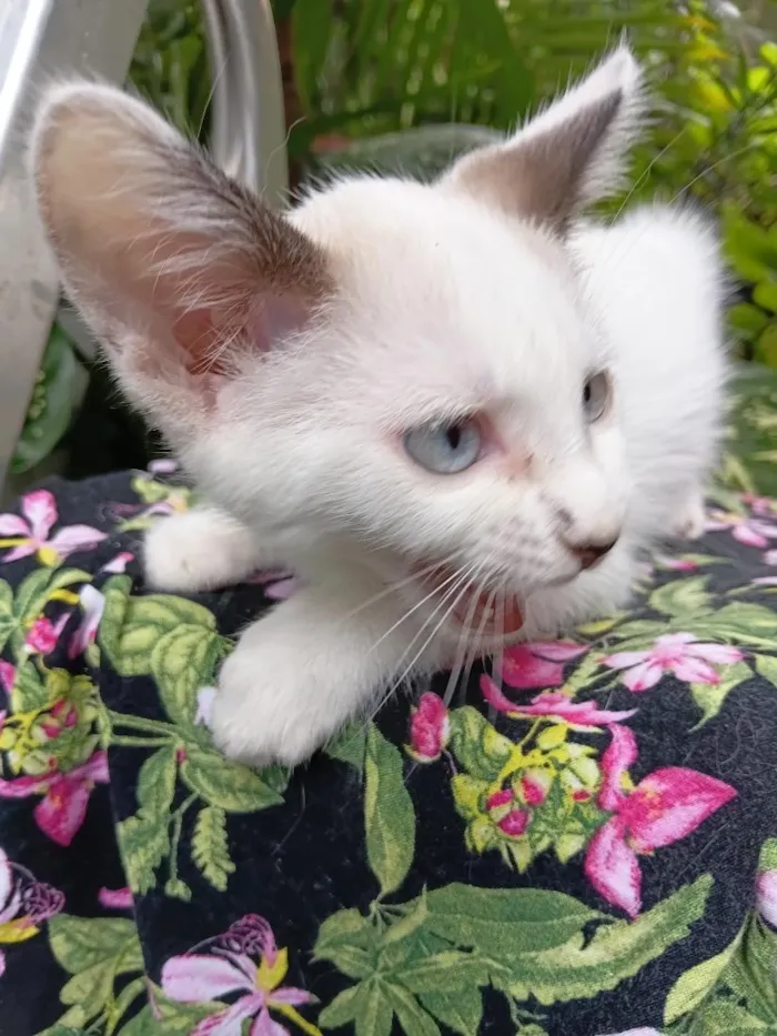 Gato raça SRD-ViraLata idade 2 a 6 meses nome Bebê Gabriel