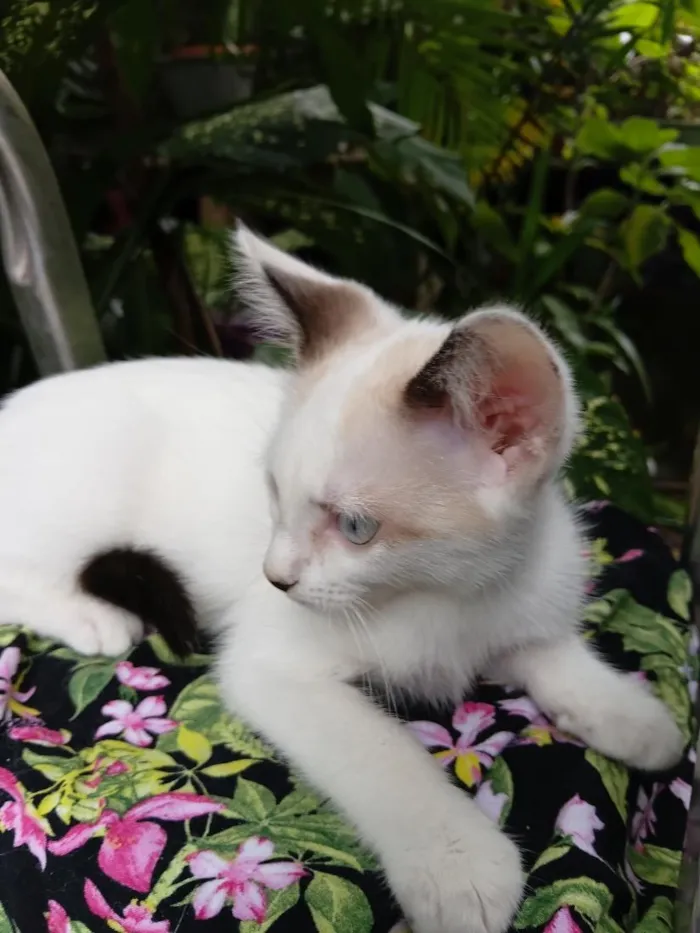 Gato raça SRD-ViraLata idade 2 a 6 meses nome Bebê Gabriel